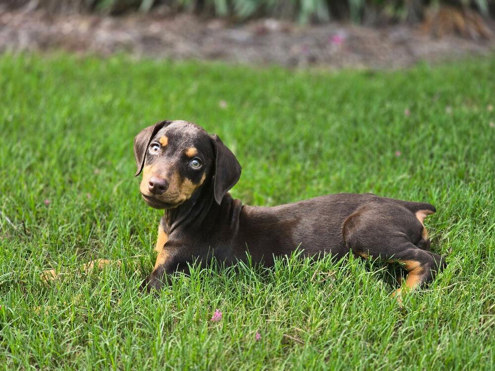 Enlarge Spark, a Adoptable Doberman Pinscher in Dacula, GA image 1/6