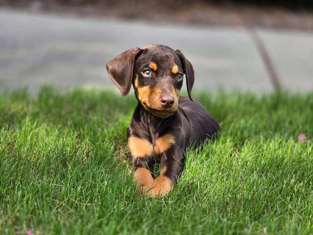 Enlarge Spark, a Adoptable Doberman Pinscher in Dacula, GA image 2/6