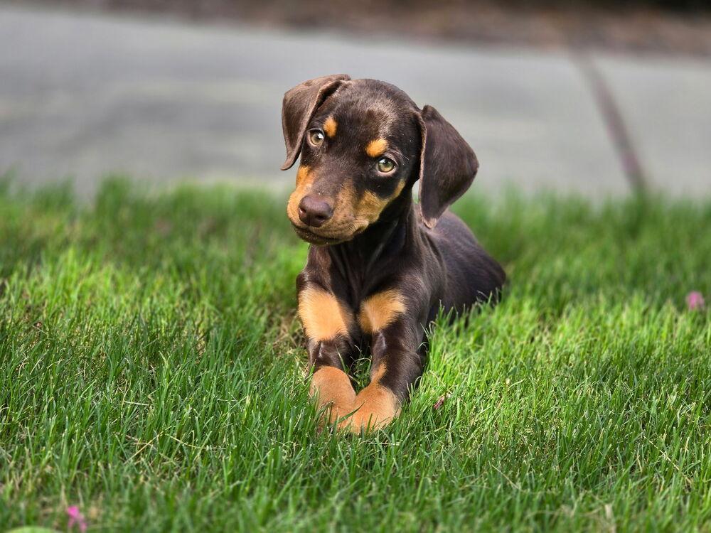 Enlarge Spark, a Adoptable Doberman Pinscher in Dacula, GA image 3/6