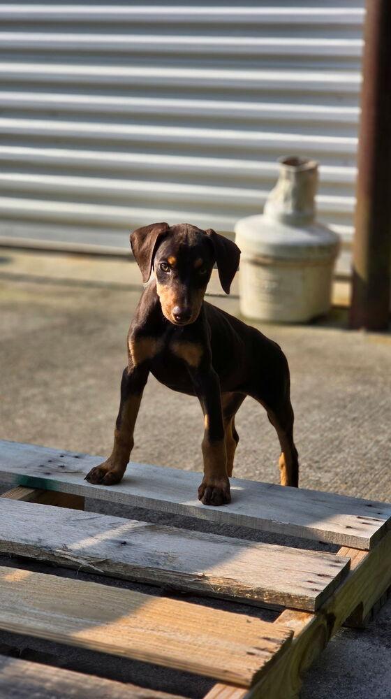 Enlarge Spark, a Adoptable Doberman Pinscher in Dacula, GA image 4/6