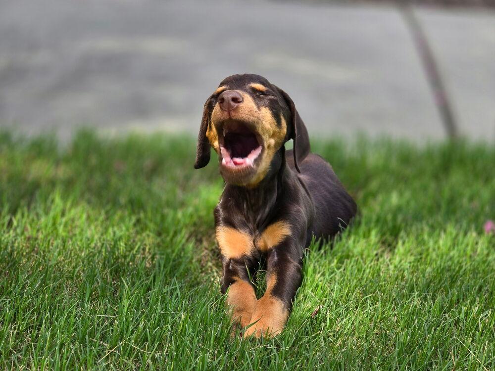Enlarge Spark, a Adoptable Doberman Pinscher in Dacula, GA image 5/6