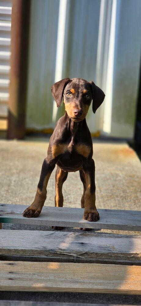 Enlarge Spark, a Adoptable Doberman Pinscher in Dacula, GA image 6/6
