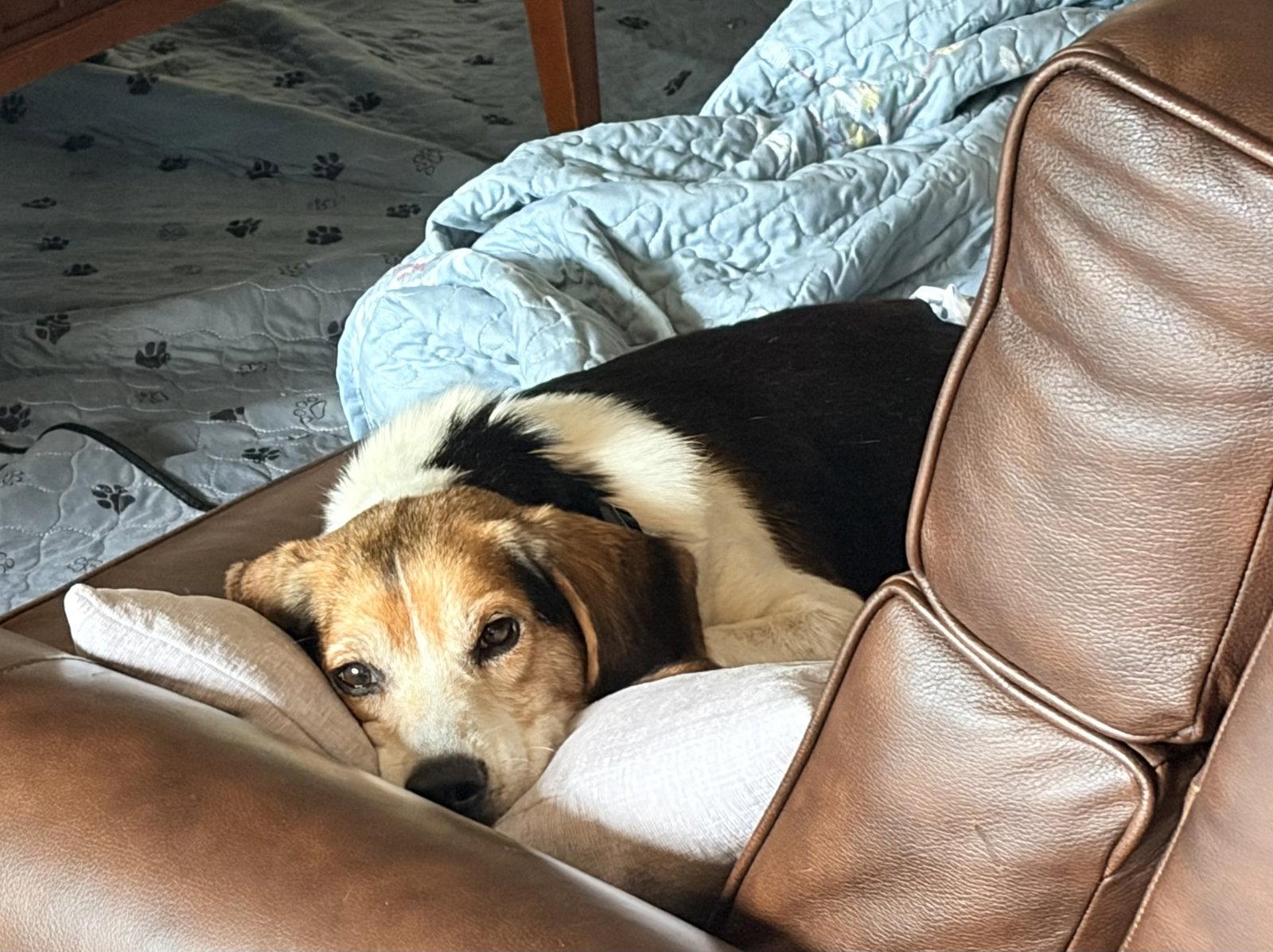 Chester, Adoptable, Senior Male Beagle.