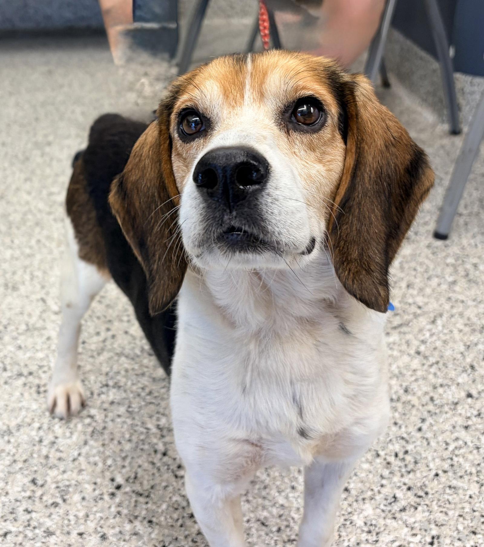 Chester, a Adoptable Beagle in Livonia, MI image 2/3
