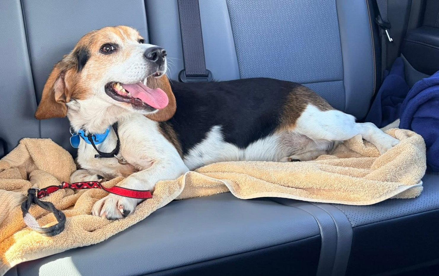 Chester, a Adoptable Beagle in Livonia, MI image 3/3