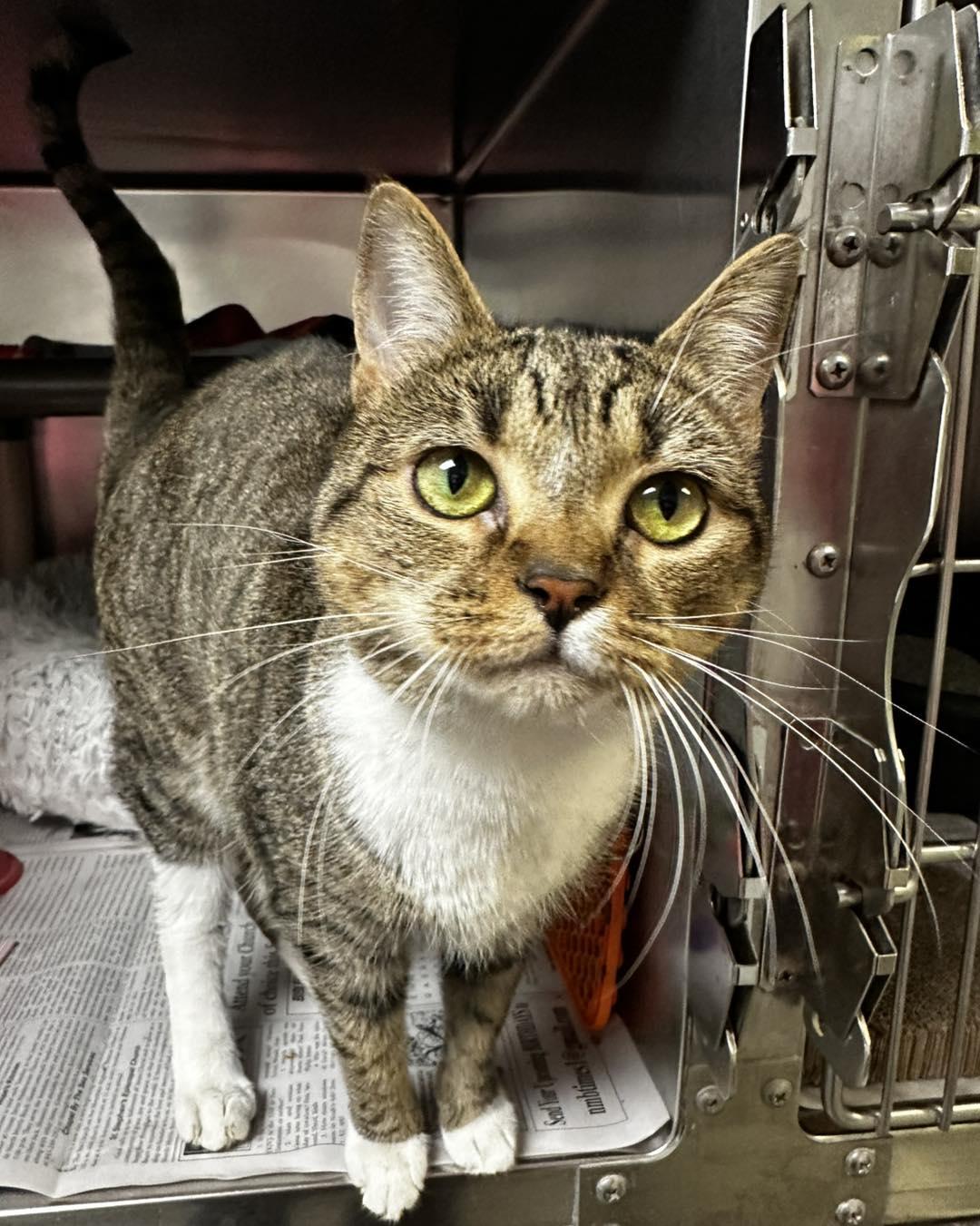 Enlarge Cricket, a ADOPTABLE Domestic Short Hair in North Myrtle Beach, SC image 3/6