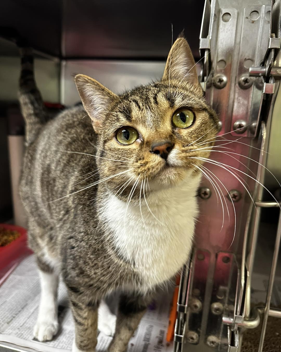 Enlarge Cricket, a ADOPTABLE Domestic Short Hair in North Myrtle Beach, SC image 2/6