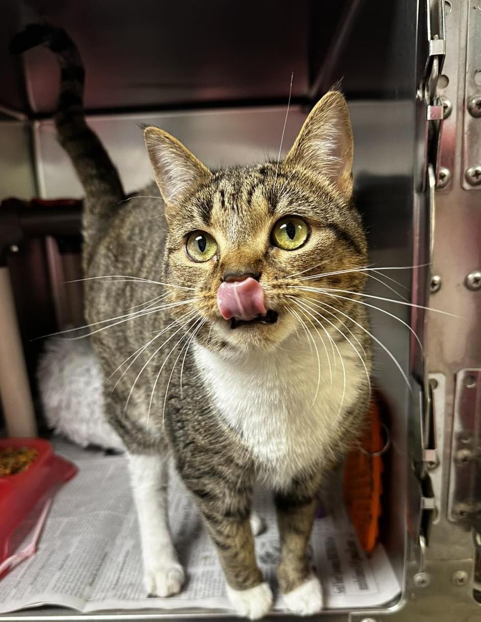 Enlarge Cricket, a ADOPTABLE Domestic Short Hair in North Myrtle Beach, SC image 1/6