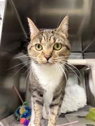 Enlarge Cricket, a ADOPTABLE Domestic Short Hair in North Myrtle Beach, SC image 6/6