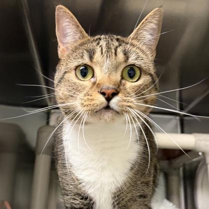 Enlarge Cricket, a ADOPTABLE Domestic Short Hair in North Myrtle Beach, SC image 5/6