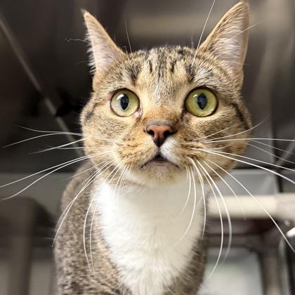 Enlarge Cricket, a ADOPTABLE Domestic Short Hair in North Myrtle Beach, SC image 4/6