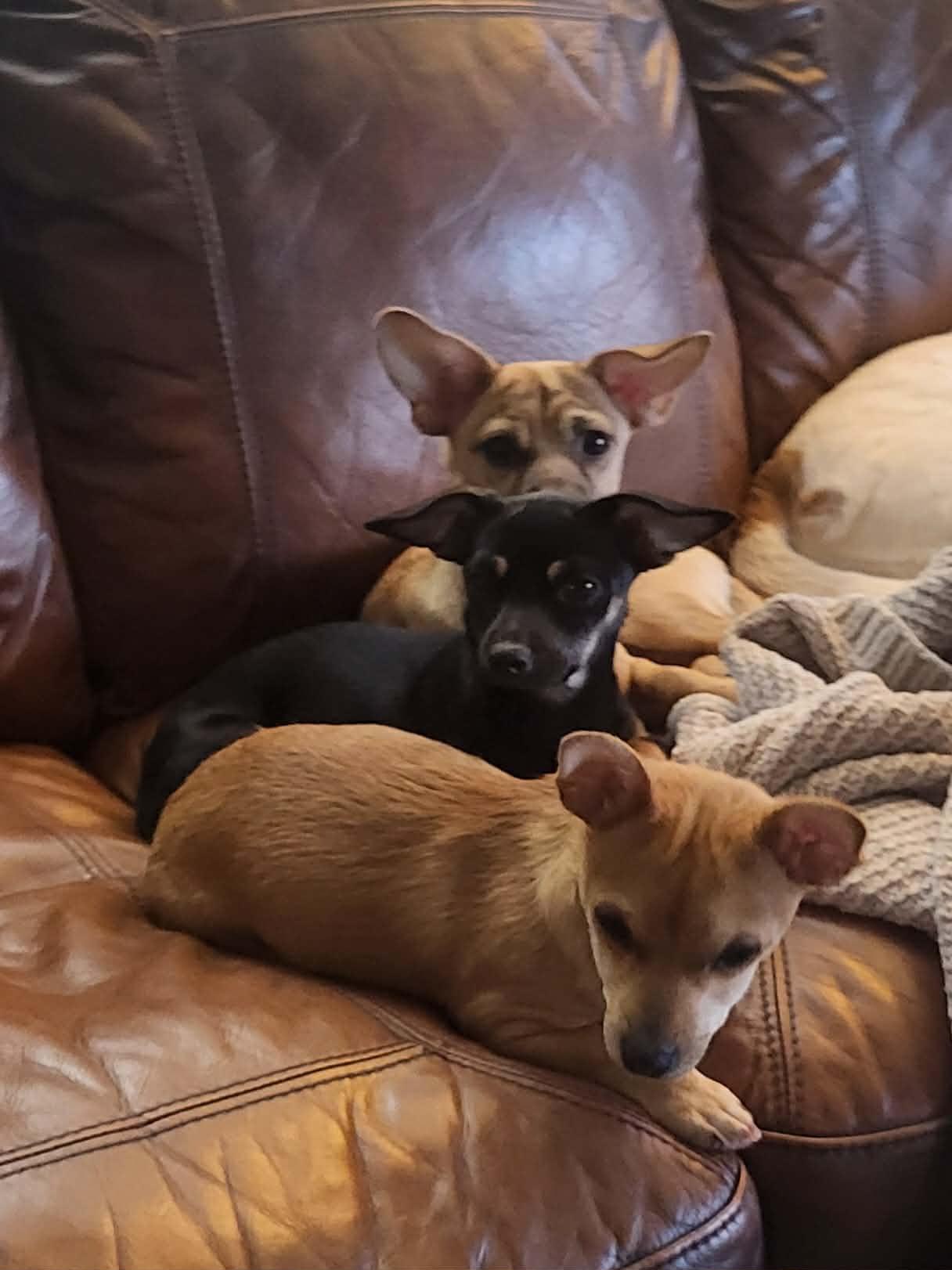 Enlarge Pru (Prudence), a Adoptable mixed breed in Roseburg, OR image 4/6