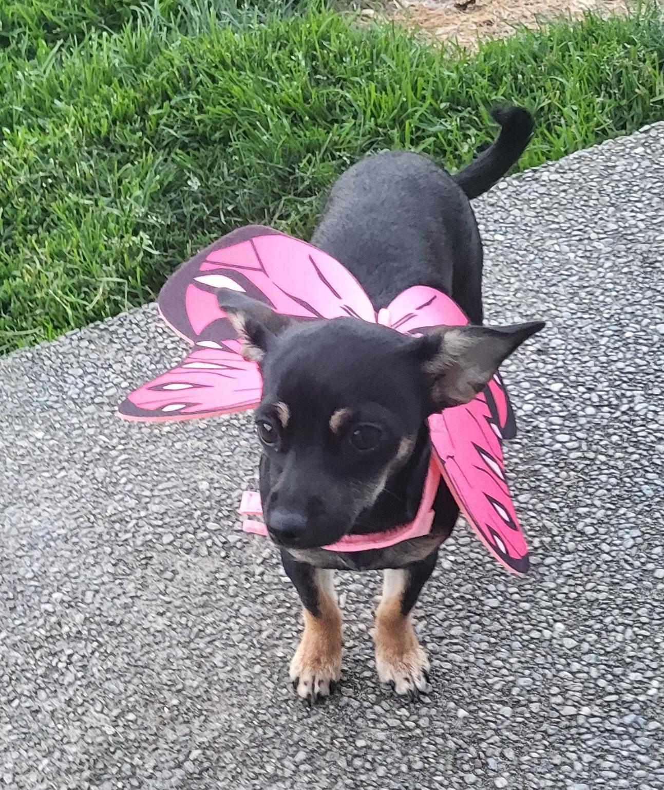 Pru (Prudence), Adoptable, Puppy Female Miniature Dachshund & Chihuahua.