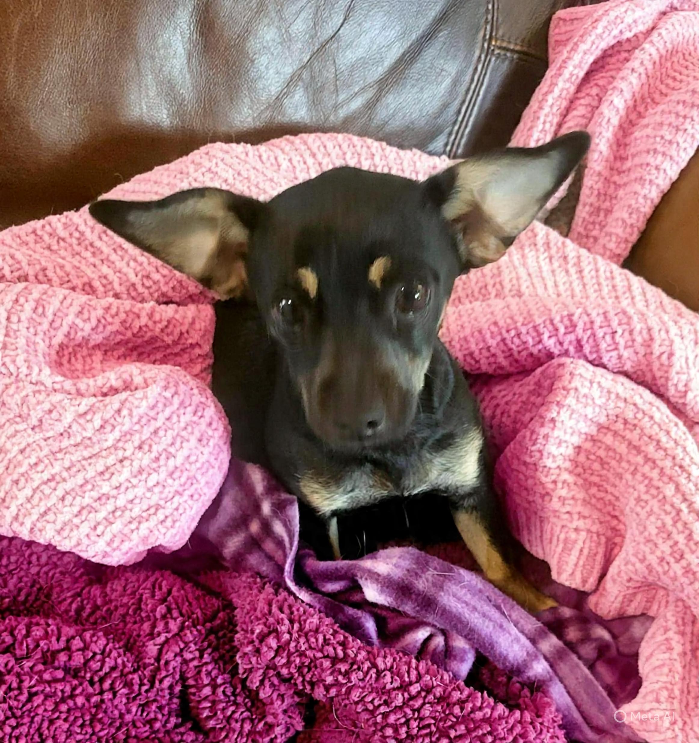 Pru (Prudence), Adoptable, Puppy Female Chihuahua & Miniature Pinscher.
