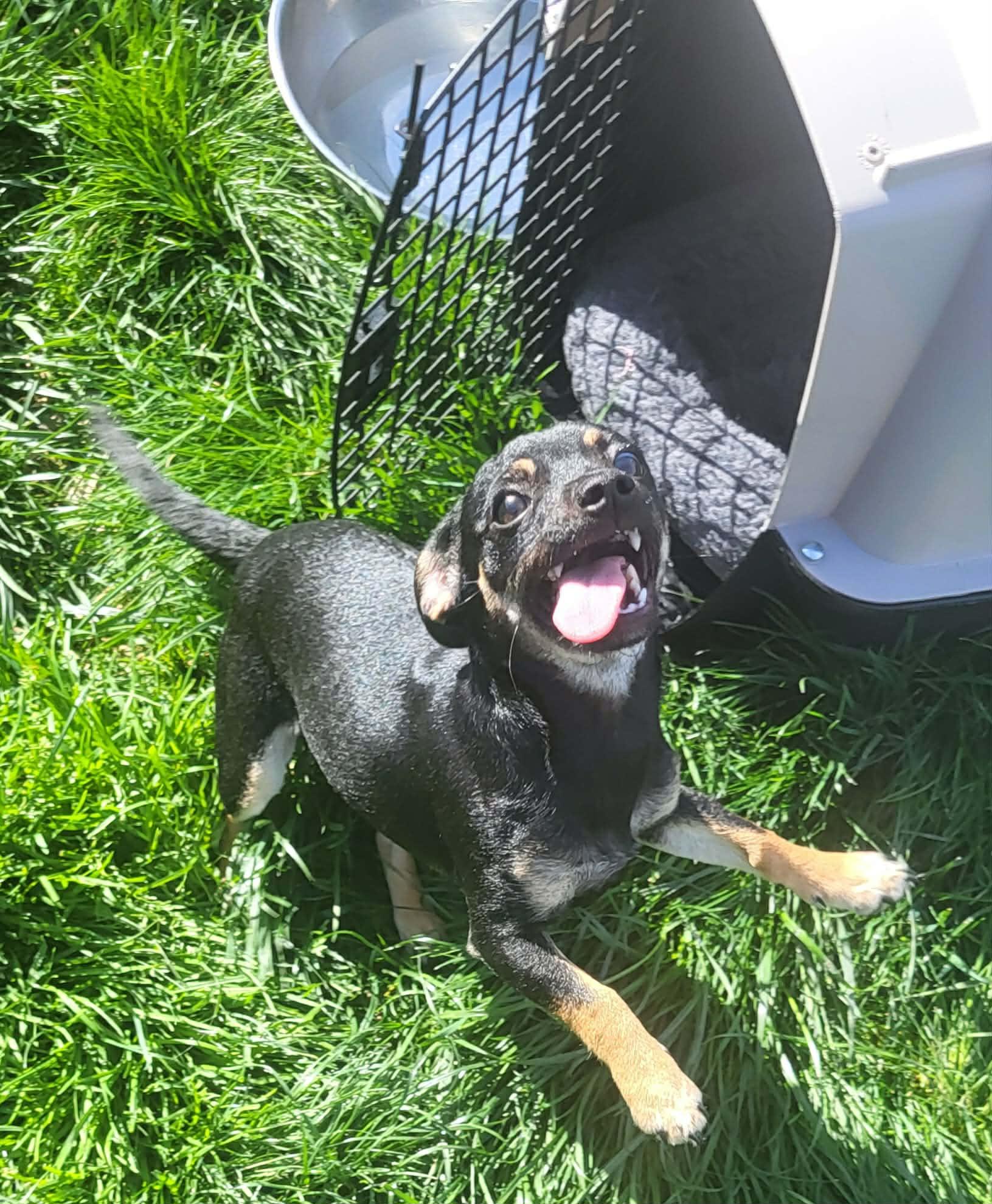 Enlarge Pru (Prudence), a Adoptable mixed breed in Roseburg, OR image 3/6