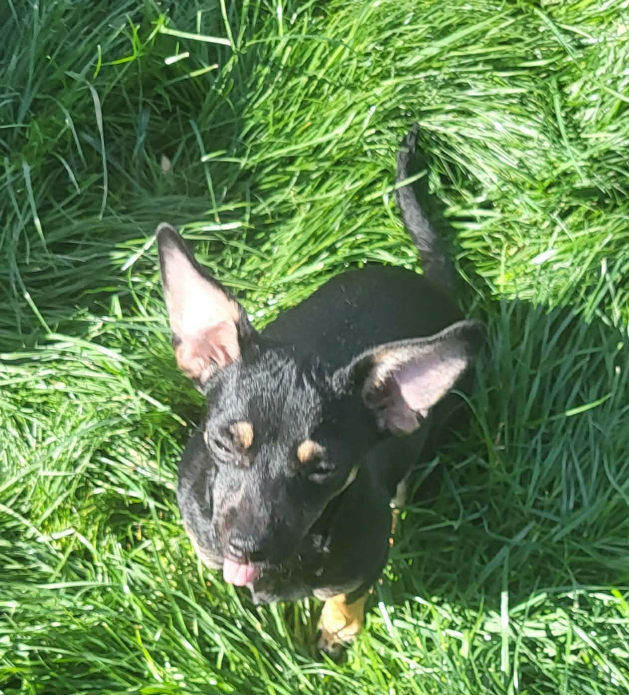 Enlarge Pru (Prudence), a Adoptable mixed breed in Roseburg, OR image 2/6