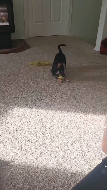 Enlarge Pru (Prudence), a Adoptable mixed breed in Roseburg, OR video 5/6