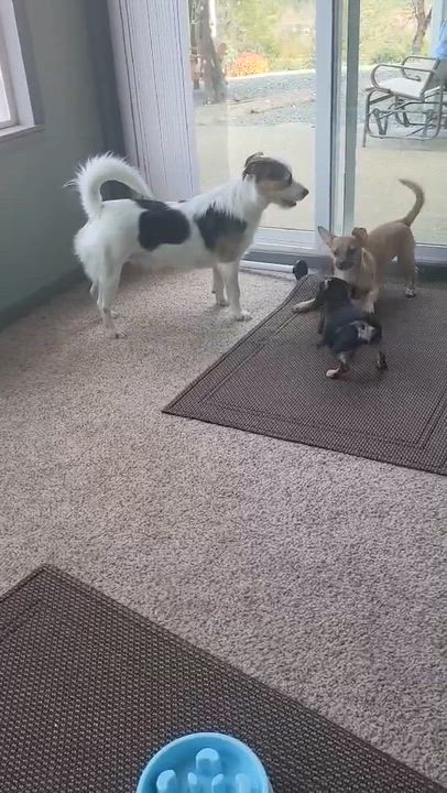 Enlarge Pru (Prudence), a Adoptable mixed breed in Roseburg, OR video 6/6