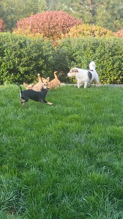 Enlarge Pru (Prudence), a Adoptable mixed breed in Roseburg, OR video 2/6