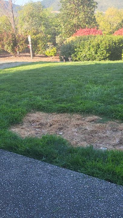 Enlarge Pru (Prudence), a Adoptable mixed breed in Roseburg, OR video 6/6