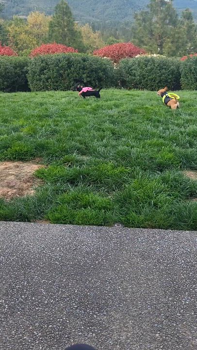 Enlarge Pru (Prudence), a Adoptable mixed breed in Roseburg, OR video 5/6