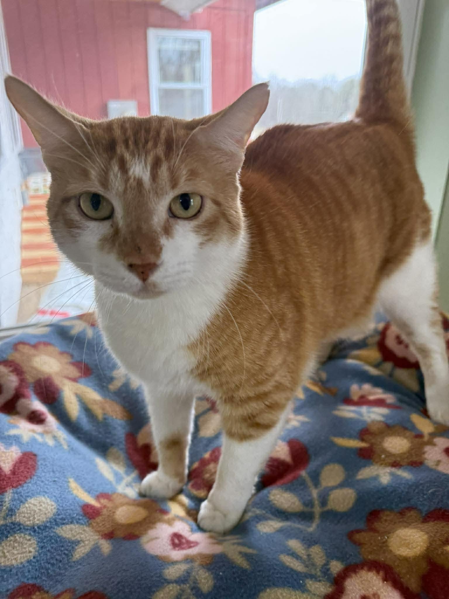 Enlarge Tibbs, an adopted Domestic Short Hair in Springfield, VT image 2/5