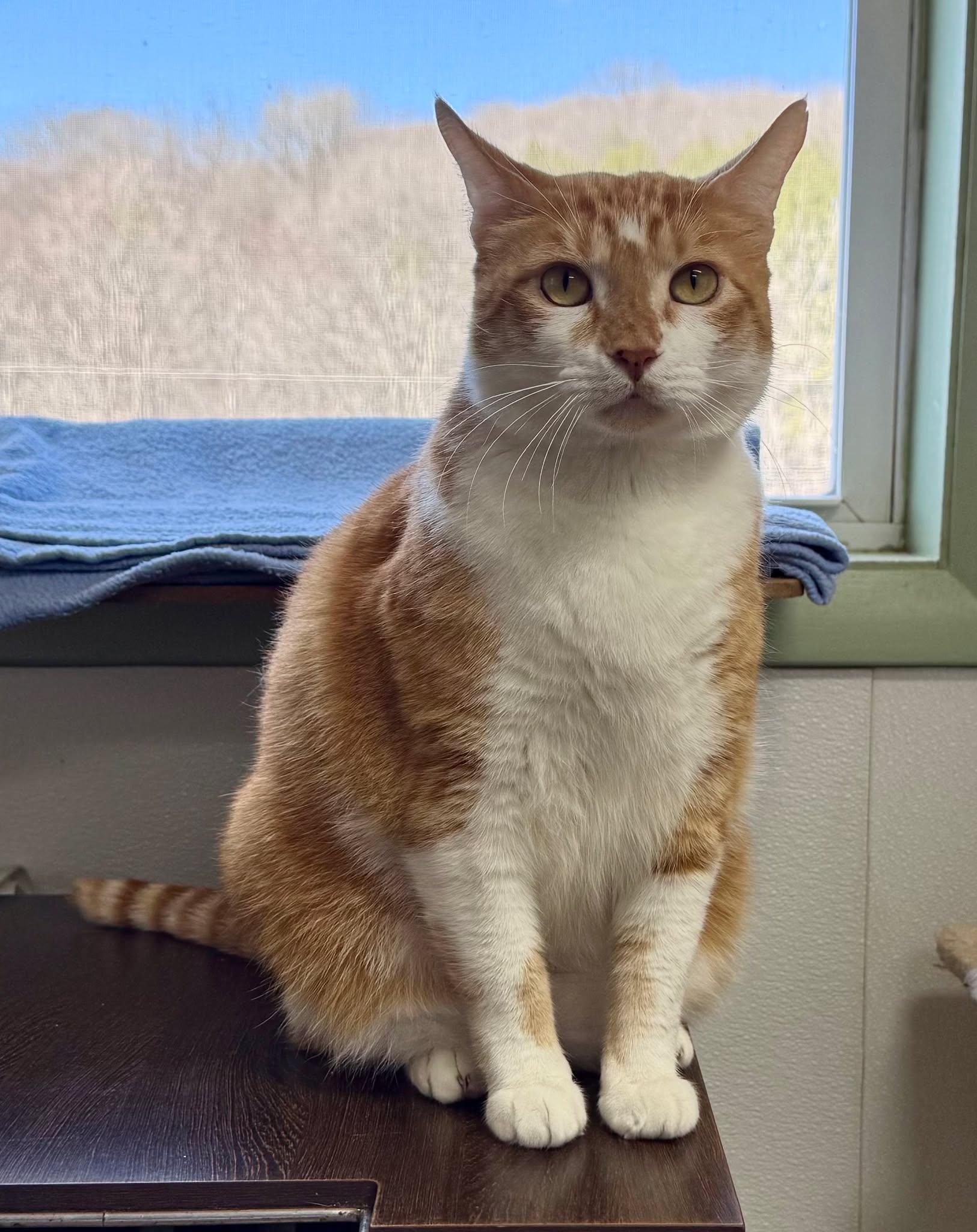 Enlarge Tibbs, an adopted Domestic Short Hair in Springfield, VT image 4/5