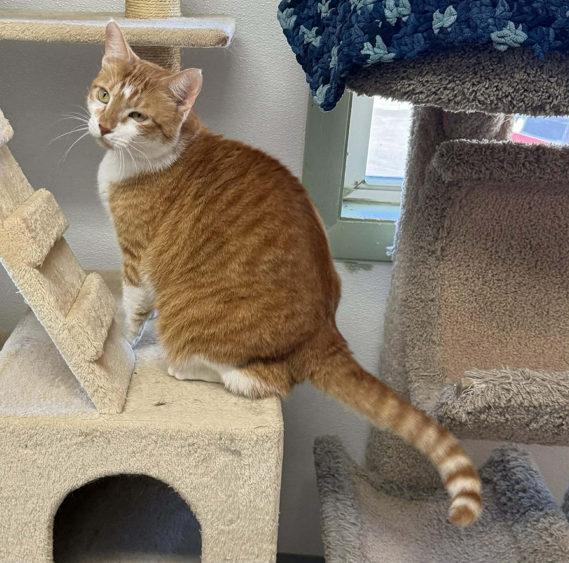 Enlarge Tibbs, an adopted Domestic Short Hair in Springfield, VT image 3/5