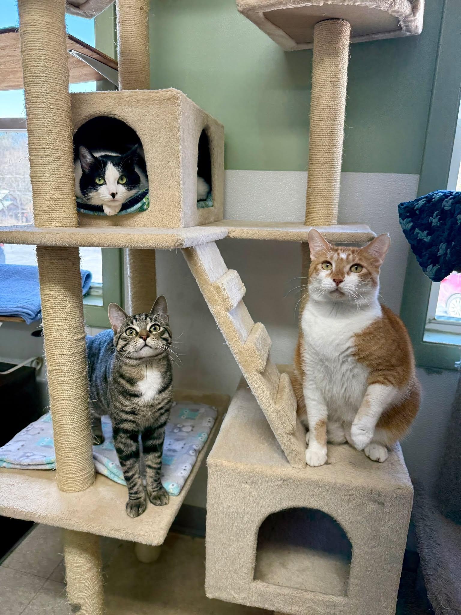 Enlarge Tibbs, an adopted Domestic Short Hair in Springfield, VT image 5/5