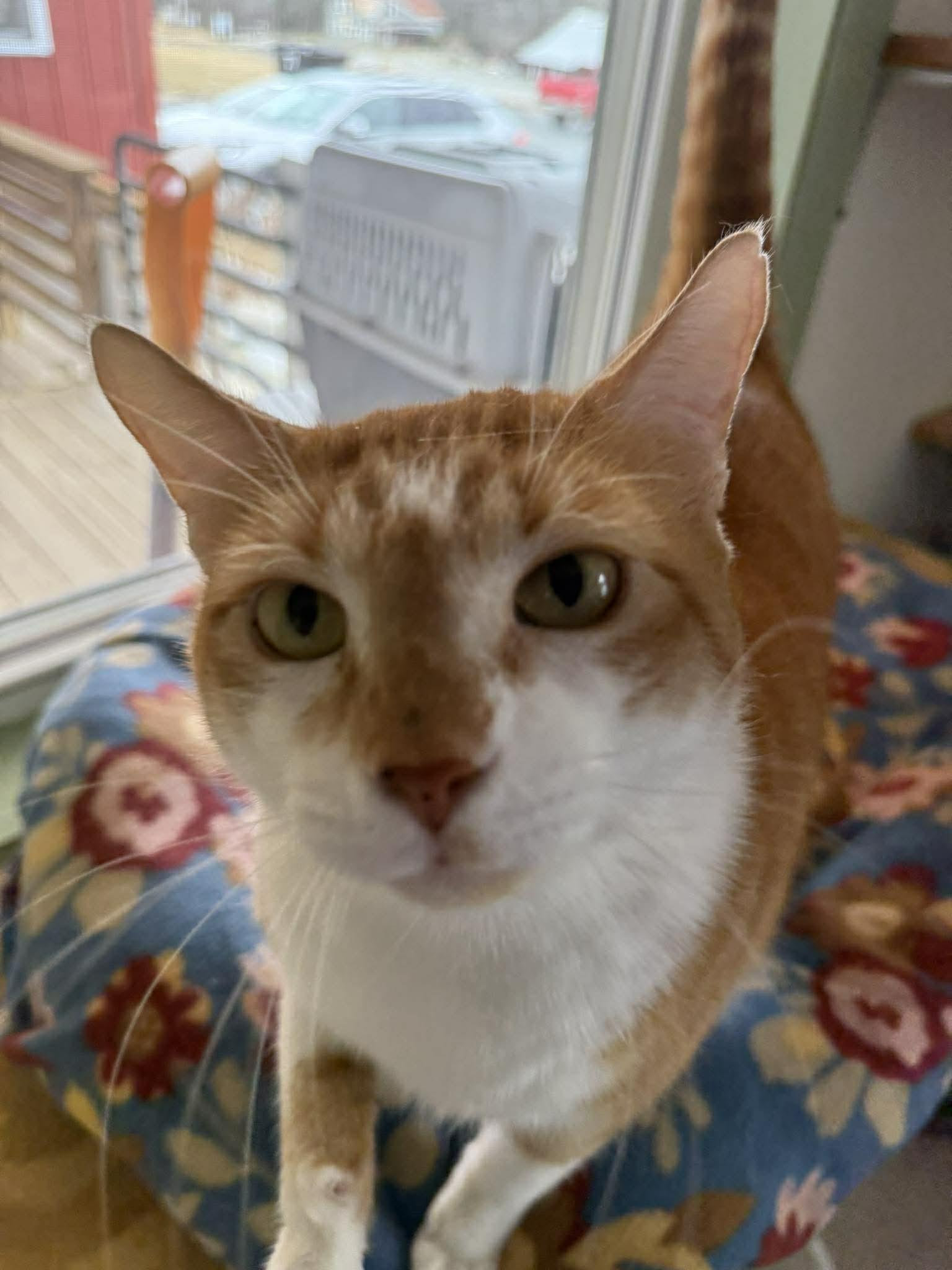 Enlarge Tibbs, an adopted Domestic Short Hair in Springfield, VT image 1/5