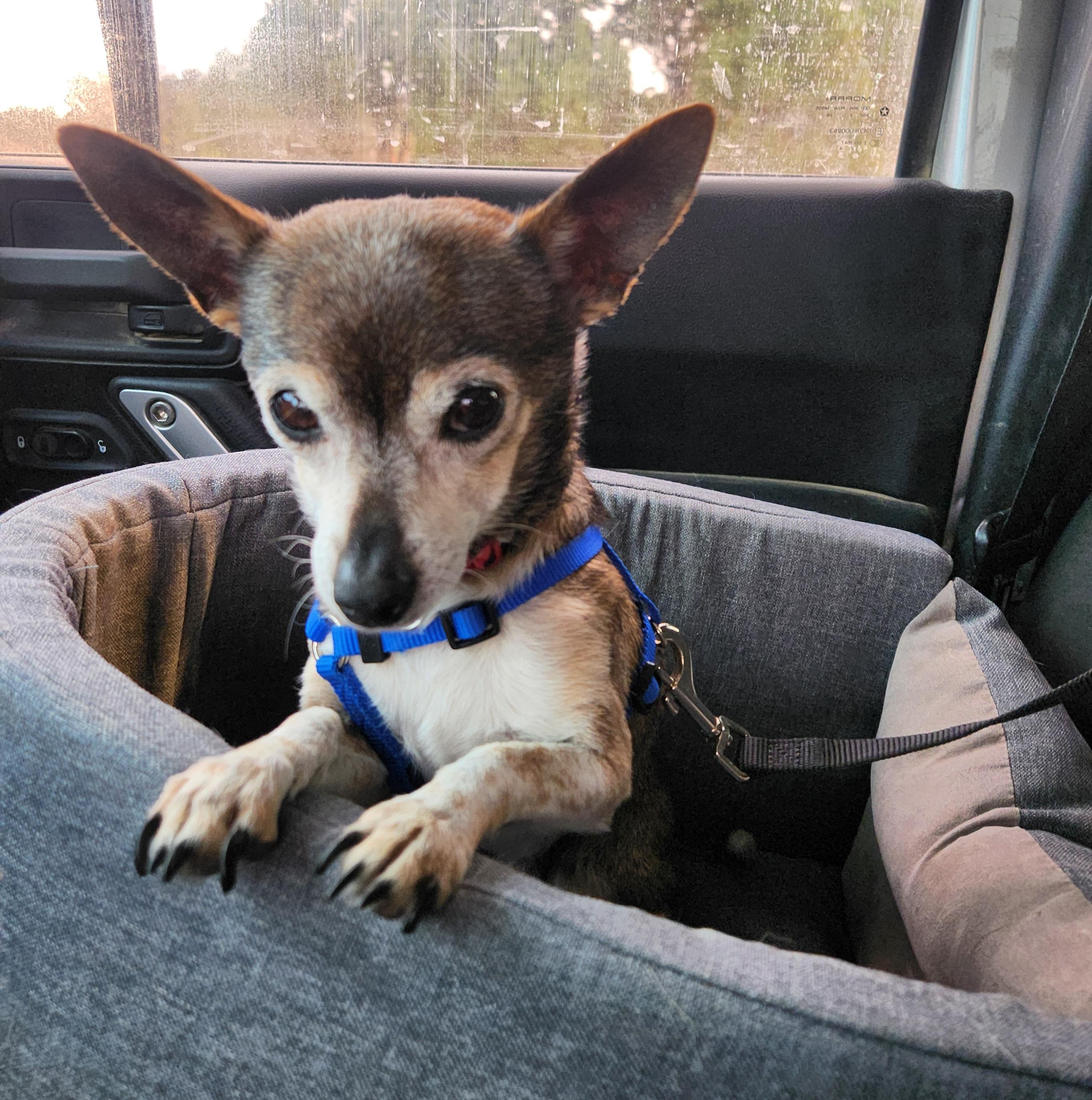 Rascal, a ADOPTABLE mixed breed in Colorado Springs, CO image 2/4
