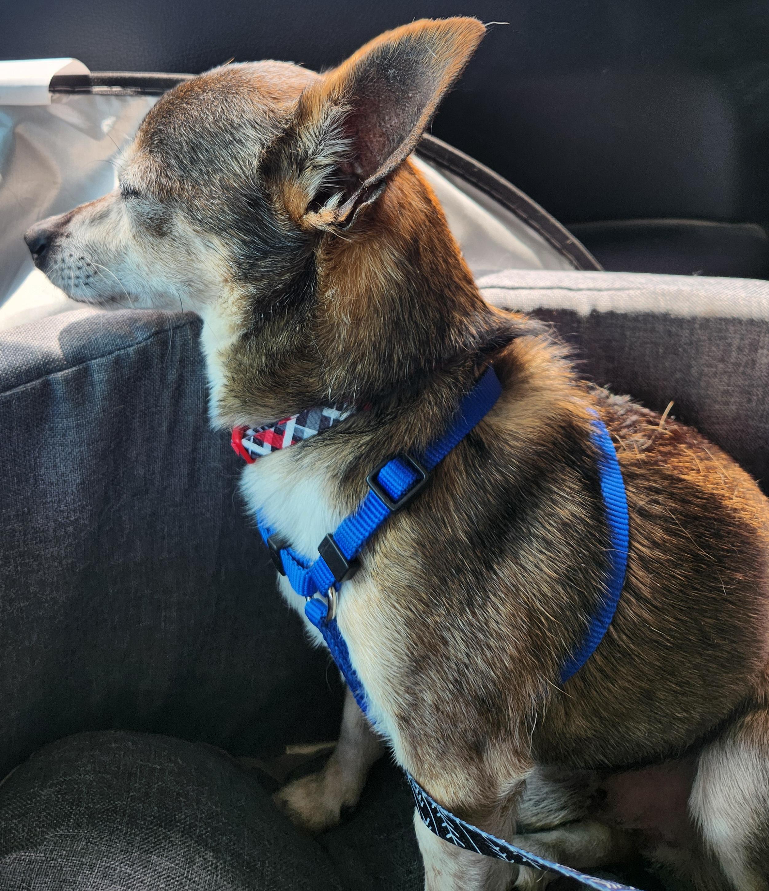Rascal, a ADOPTABLE mixed breed in Colorado Springs, CO image 3/4