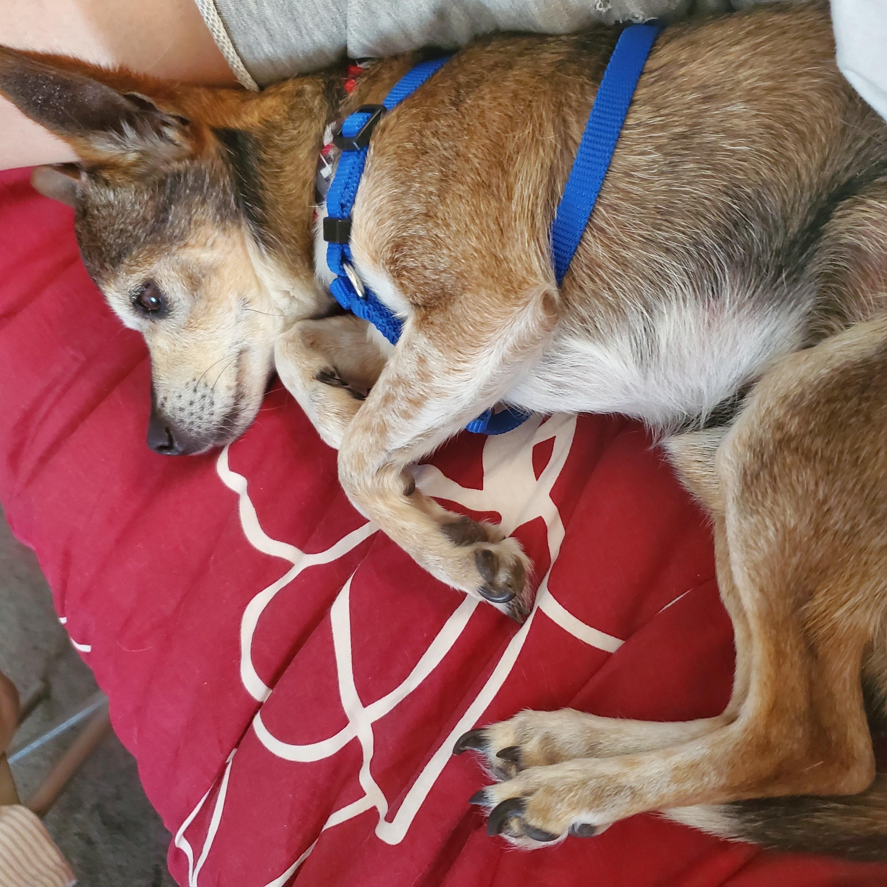Rascal, ADOPTABLE, Senior Male Chihuahua.