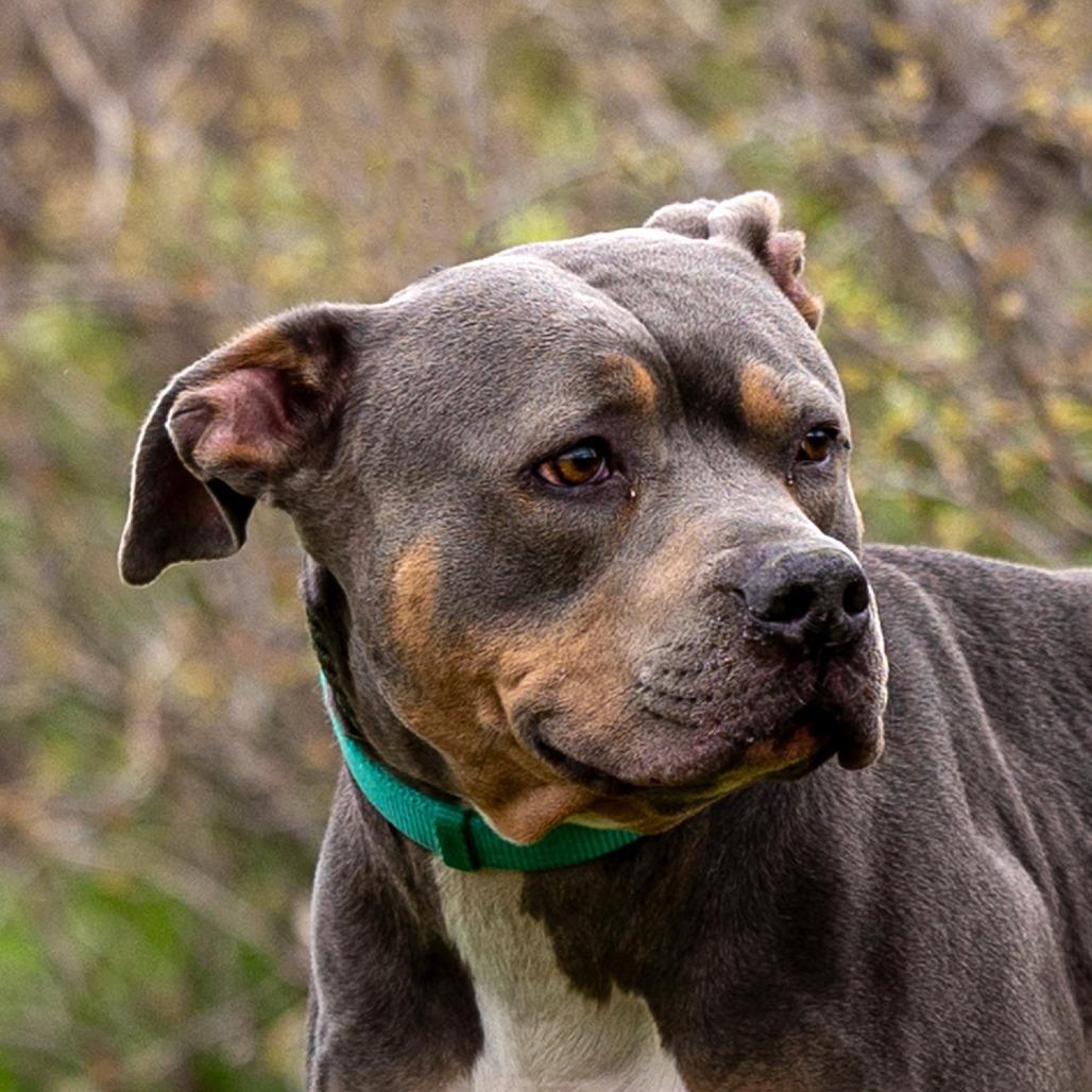 Enlarge Fiyero, a Adoptable Pit Bull Terrier in Council Bluffs, IA image 3/4