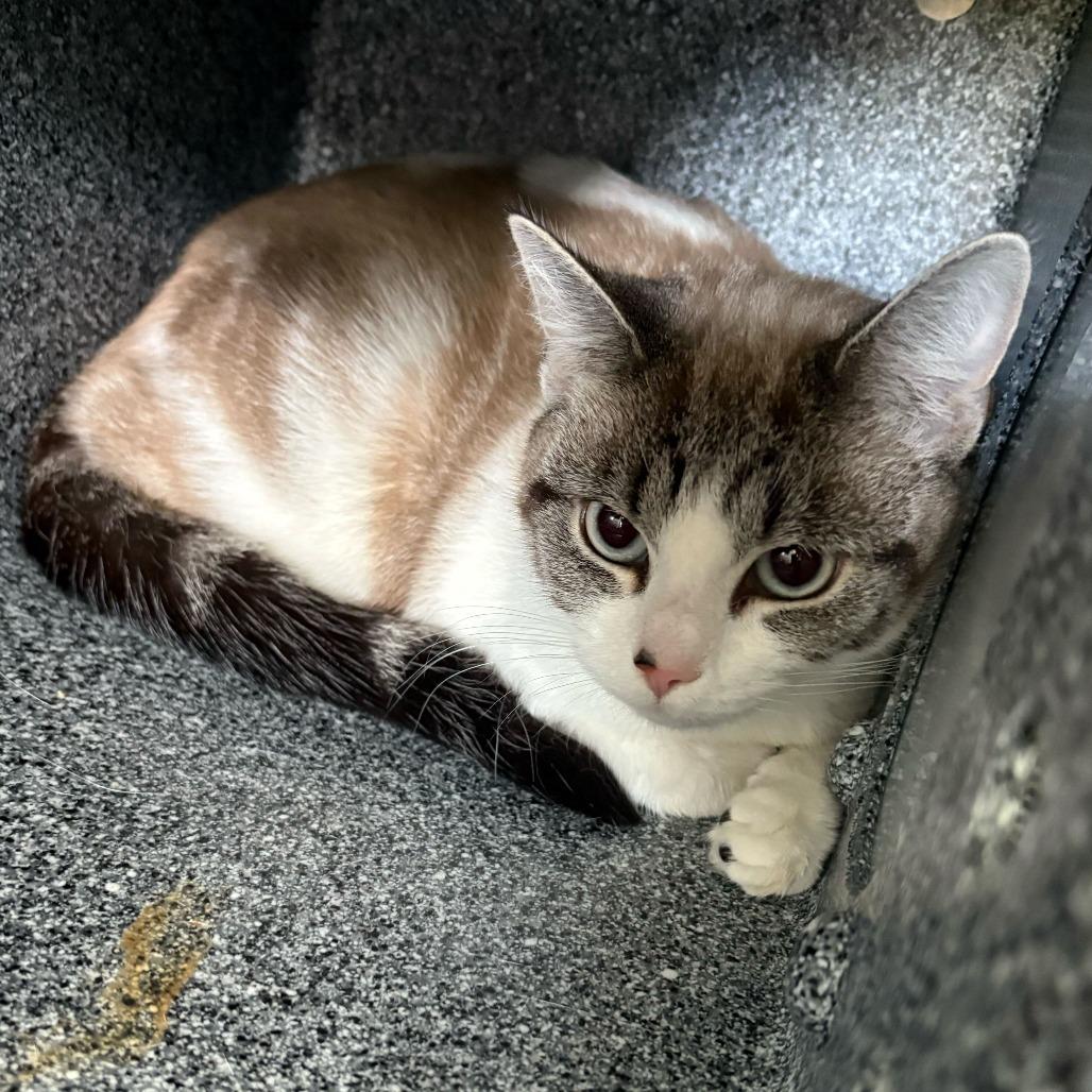 Bonnie, Adoptable, Young Female Domestic Short Hair.