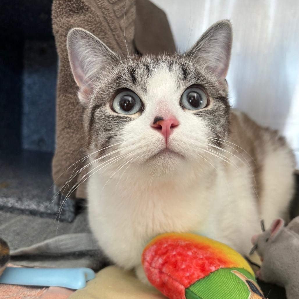 Bonnie, a Adoptable Domestic Short Hair in Dover, NH image 2/4