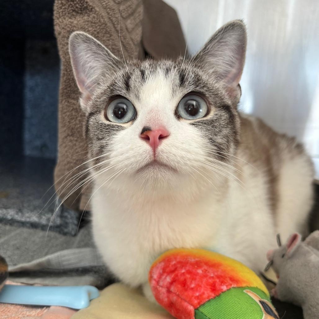Bonnie, a Adoptable Domestic Short Hair in Dover, NH image 3/4