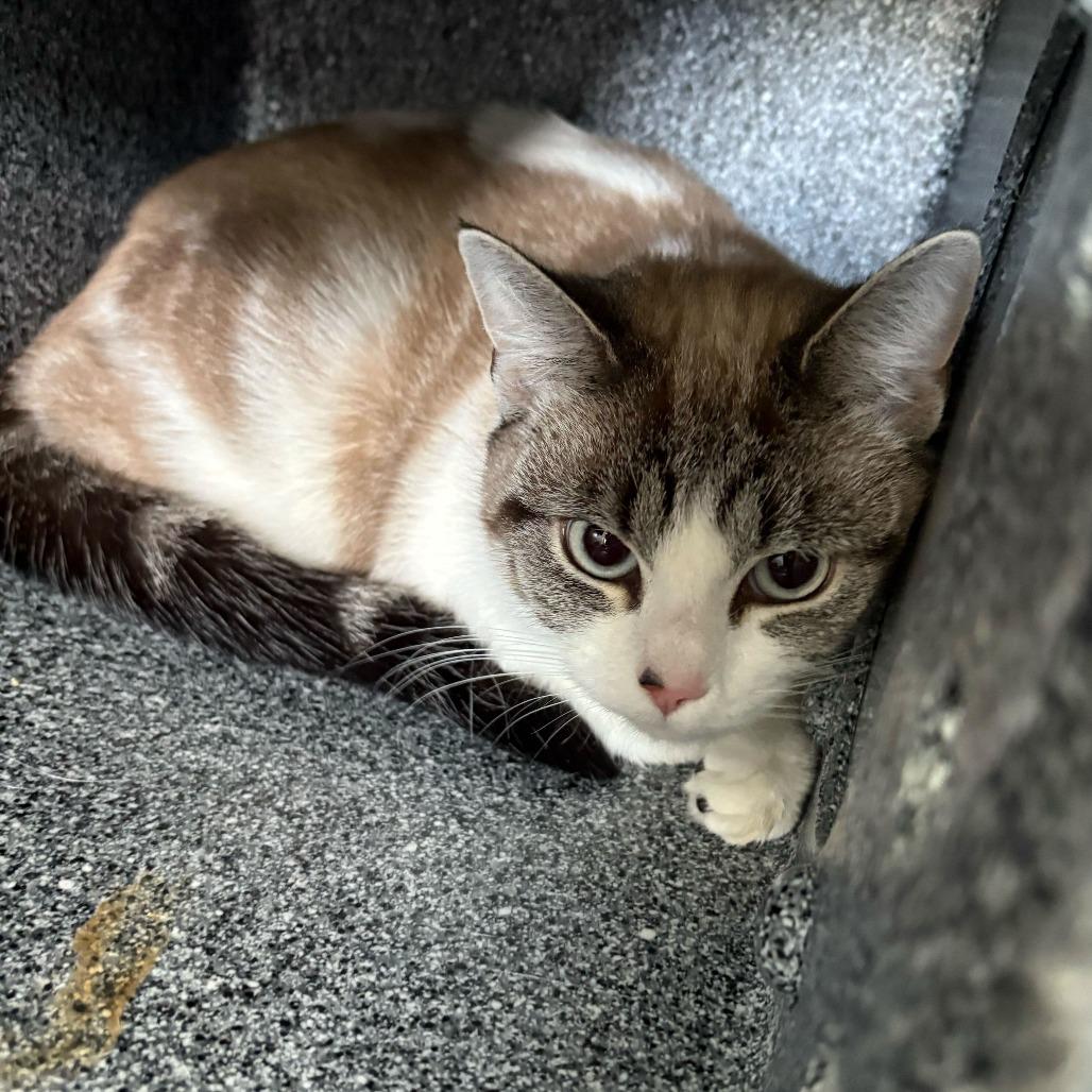 Bonnie, a Adoptable Domestic Short Hair in Dover, NH image 4/4