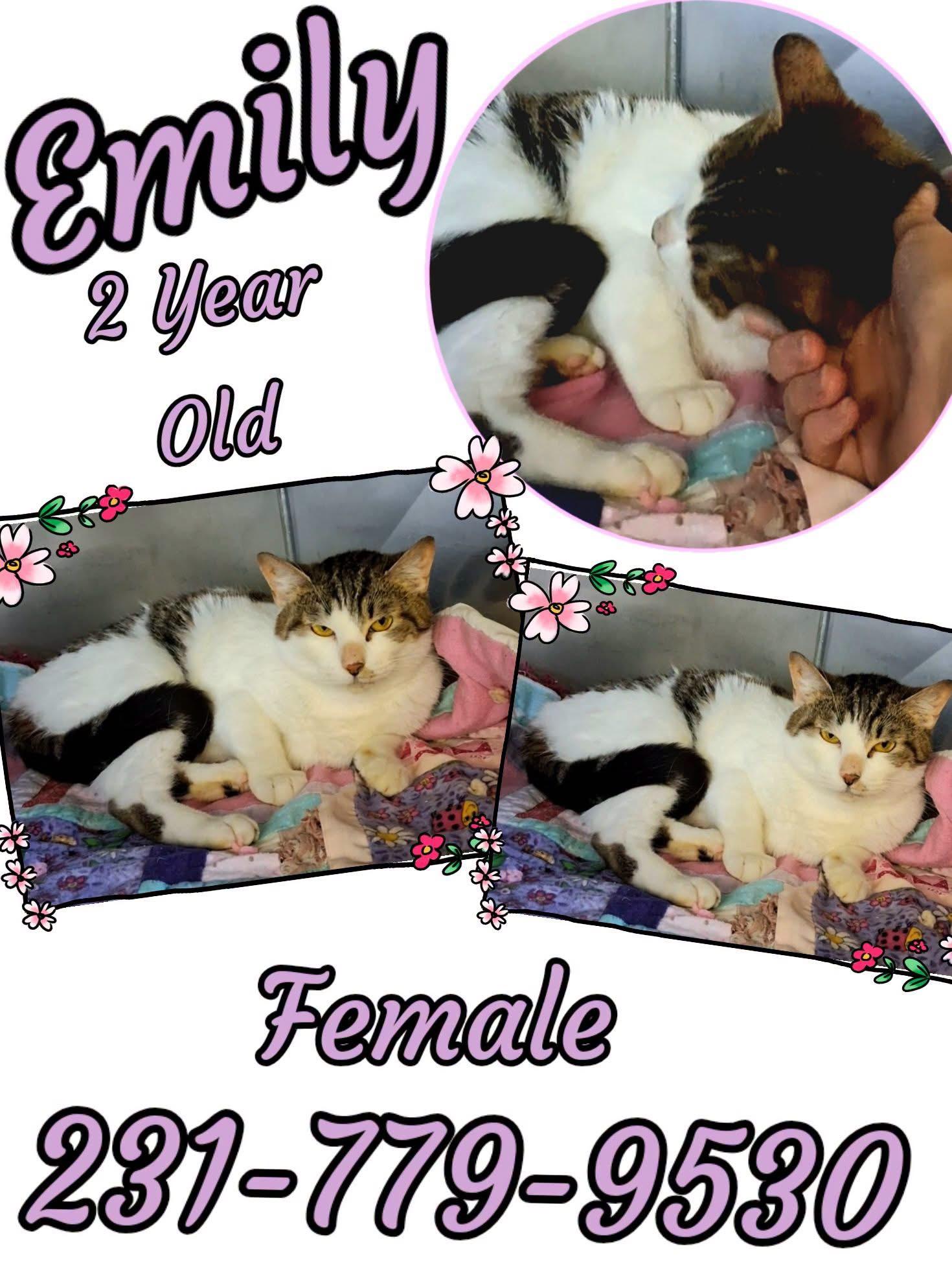 EMILY, ADOPTABLE, Young Female Domestic Short Hair.