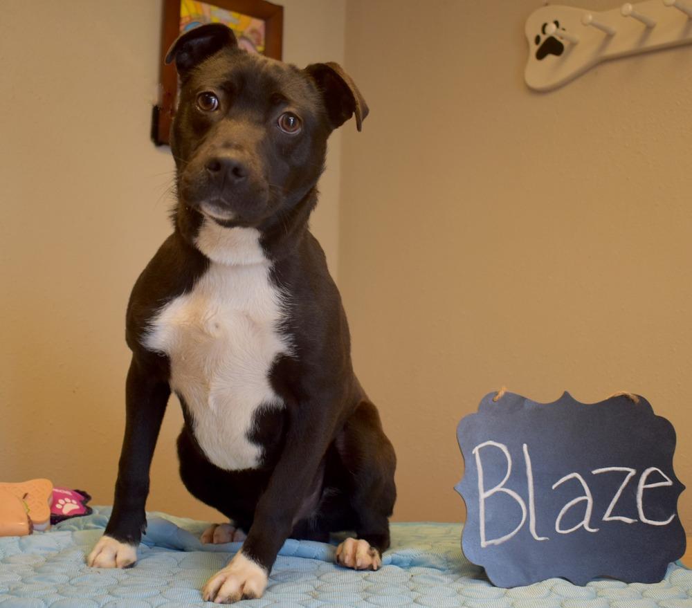 Enlarge Blaze, a Adoptable Terrier in Monroe, LA image 2/4