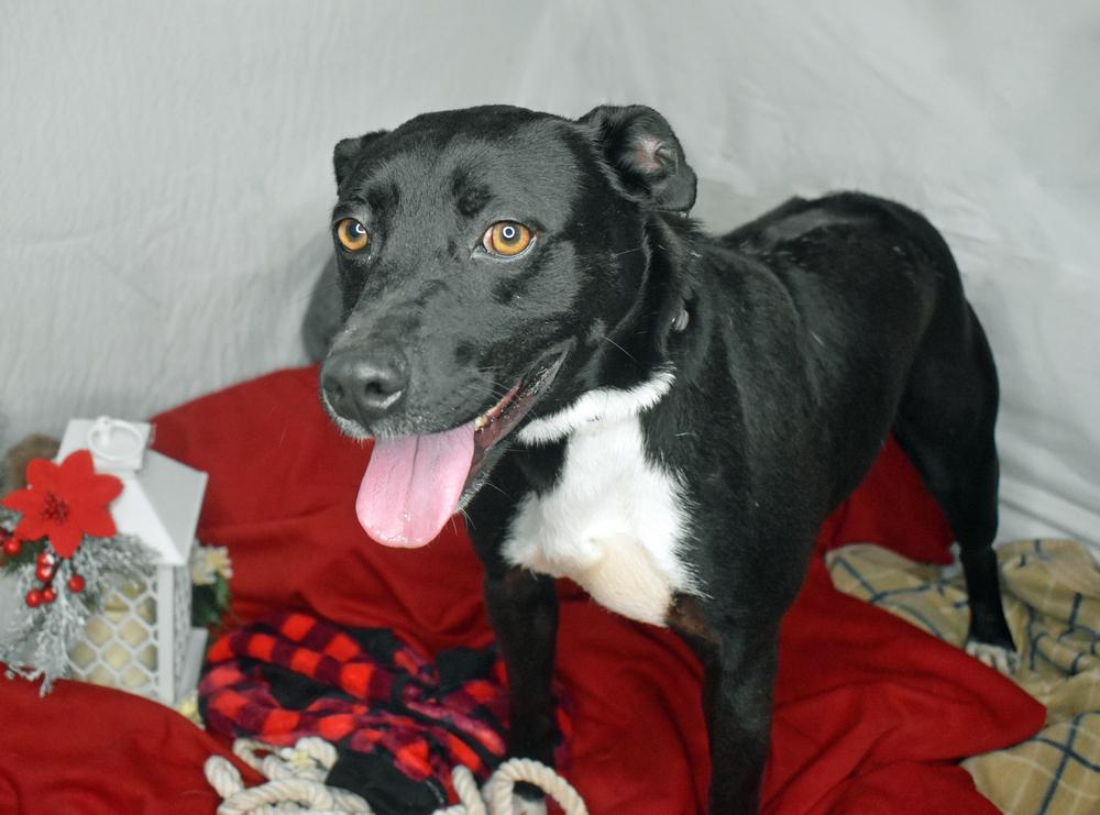 Enlarge Blaze, a Adoptable Terrier in Monroe, LA image 3/4