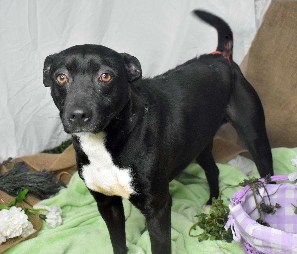 Enlarge Blaze, a Adoptable Terrier in Monroe, LA image 4/4