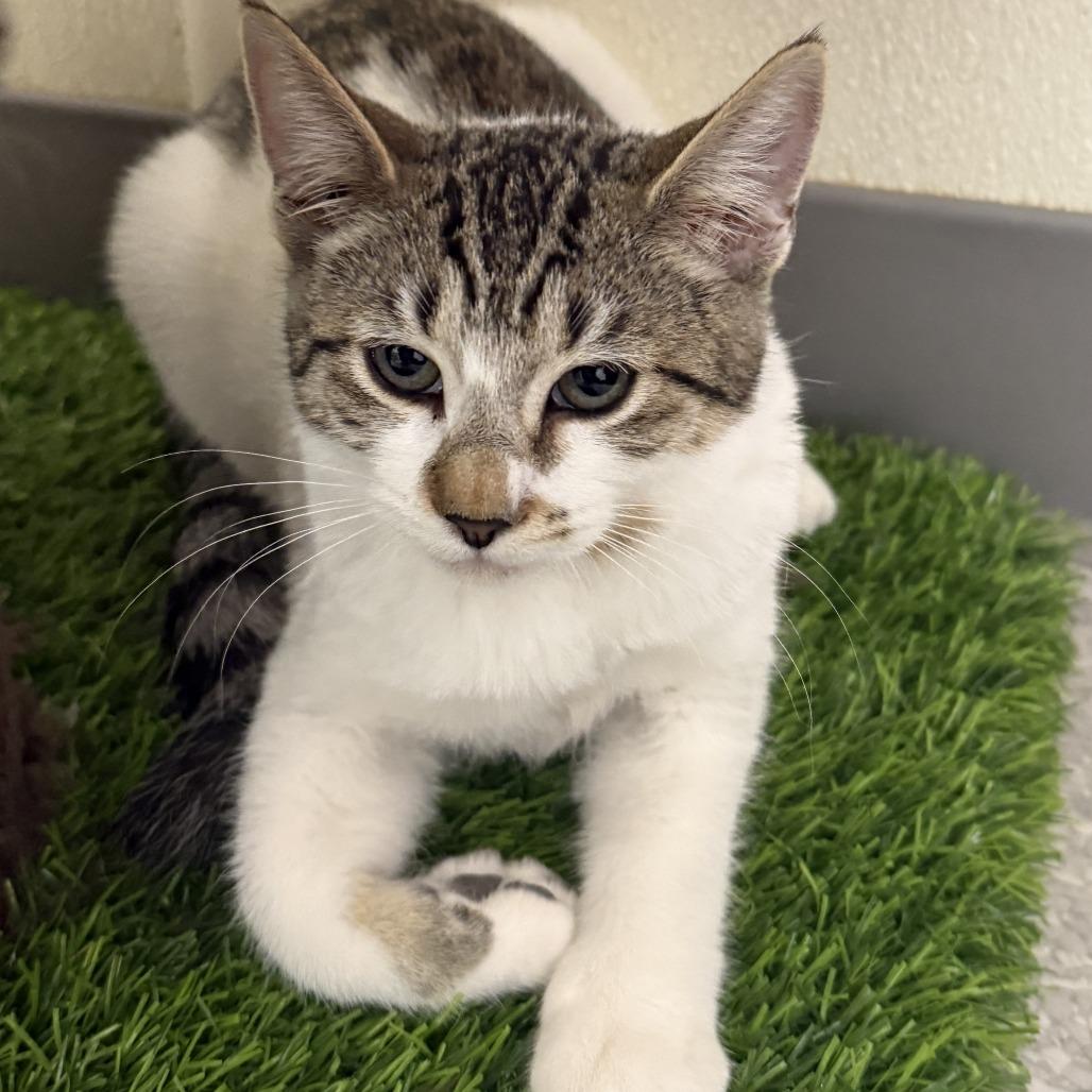 Enlarge Emily, a Adoptable Domestic Short Hair in Fort Bragg, CA image 1/3