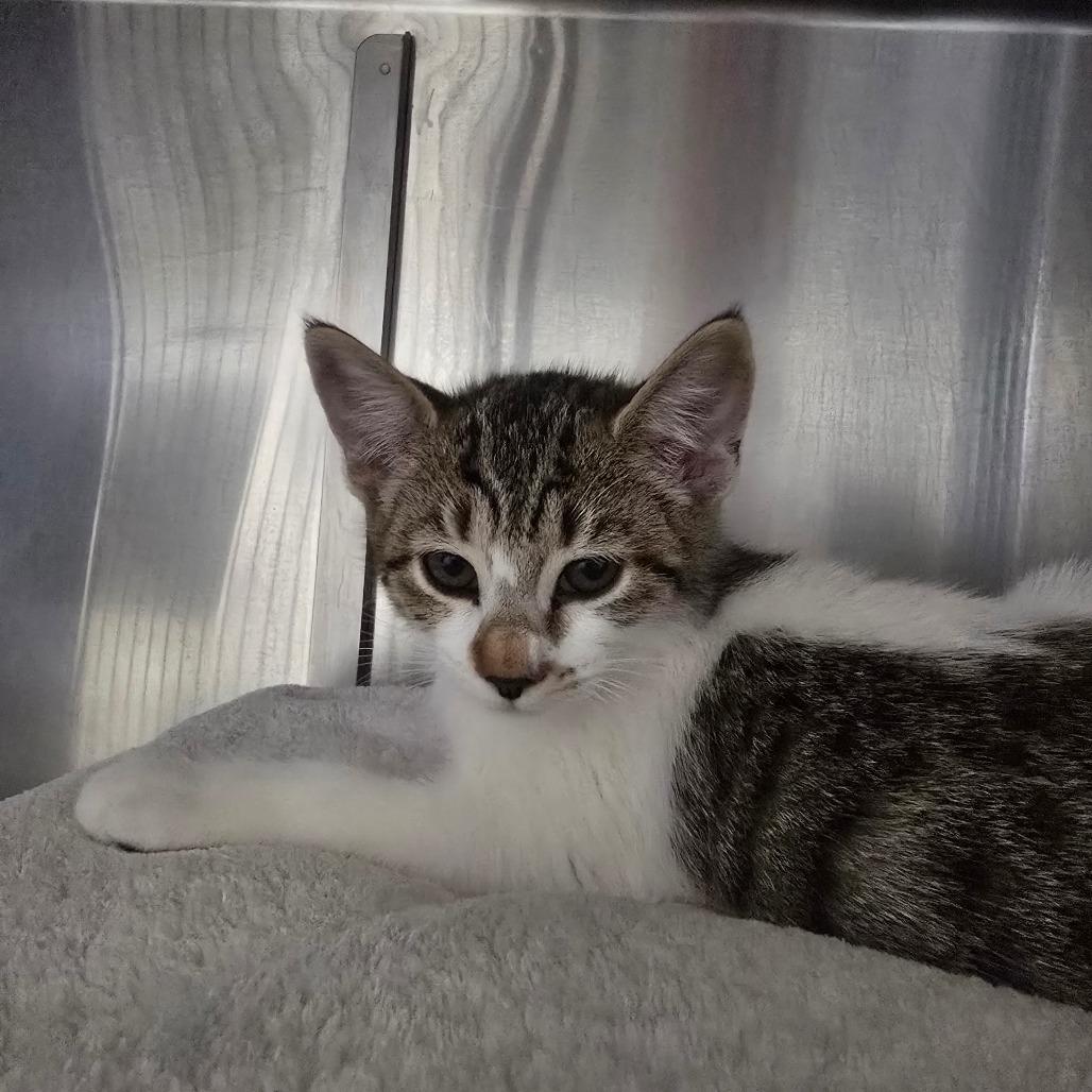 Enlarge Emily, a Adoptable Domestic Short Hair in Fort Bragg, CA image 2/3