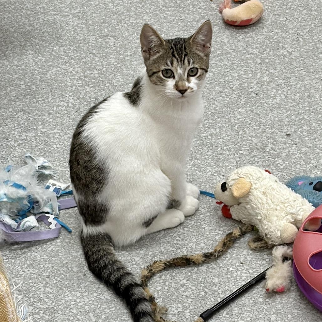 Enlarge Emily, a Adoptable Domestic Short Hair in Fort Bragg, CA image 3/3