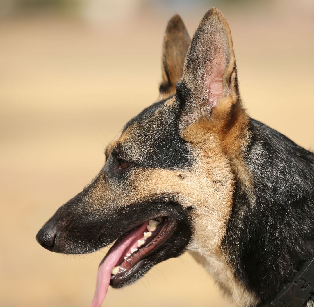 Hazel, a Adoptable German Shepherd Dog in Round Rock, TX image 1/6