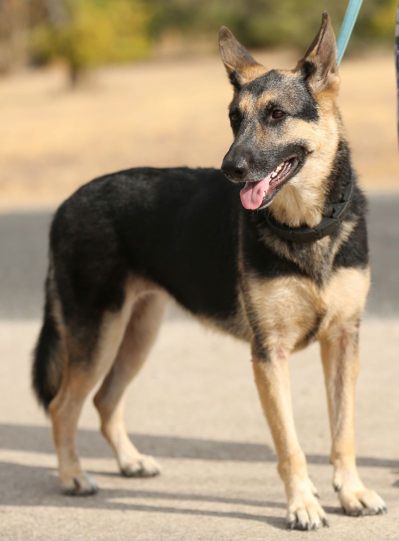 Hazel, a Adoptable German Shepherd Dog in Round Rock, TX image 2/6