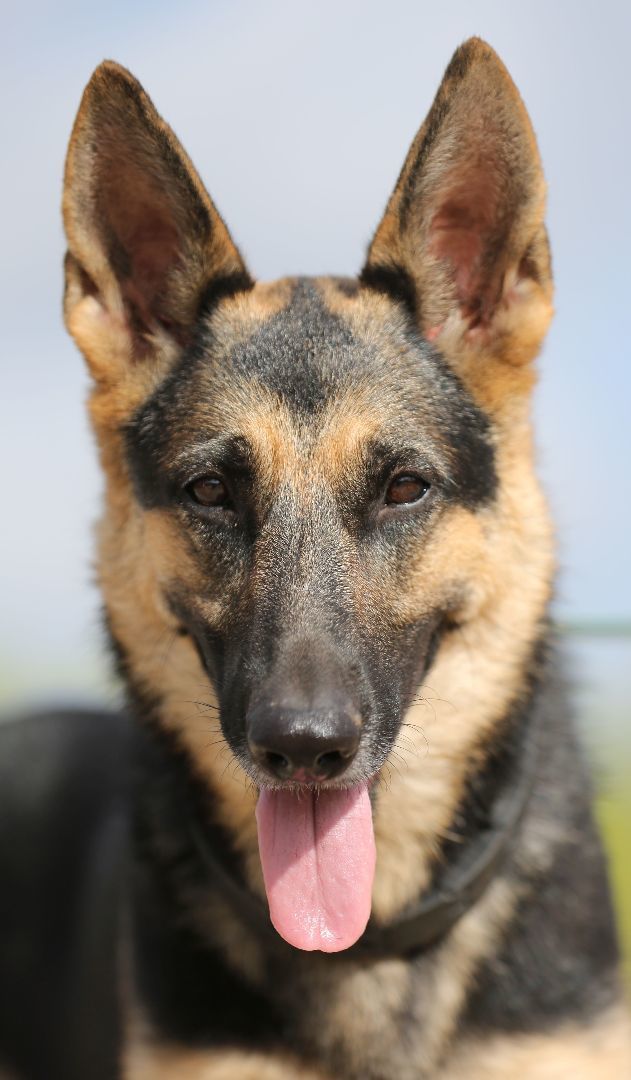 Hazel, a Adoptable German Shepherd Dog in Round Rock, TX image 3/6
