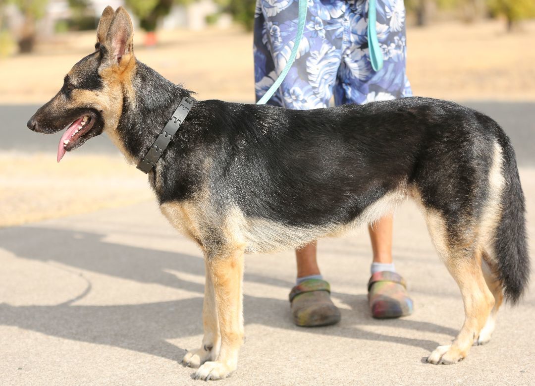 Hazel, a Adoptable German Shepherd Dog in Round Rock, TX image 4/6