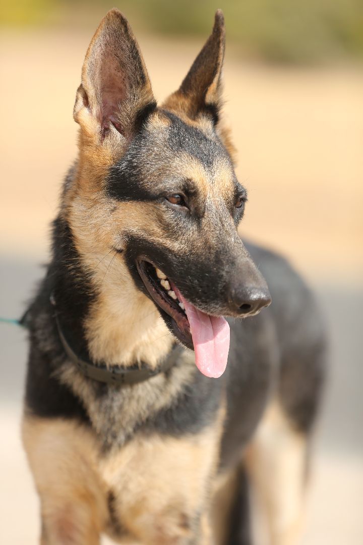 Hazel, a Adoptable German Shepherd Dog in Round Rock, TX image 5/6